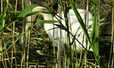 Schwan im Nest Schwan im Nest